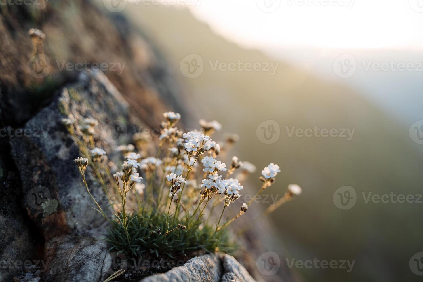 A close shot of a small gypsophila bush in the rays of the sun growing on the rock. The little white flowers had already bloomed. photo