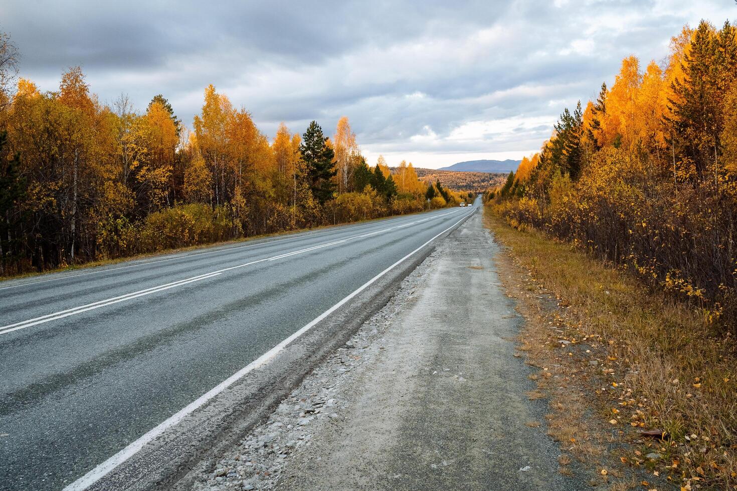 Derecho asfalto la carretera a el montañas, en ambos lados de el la carretera otoño dorado bosque. viaje por auto, caminar mediante el otoño bosque, limpiar aire. foto