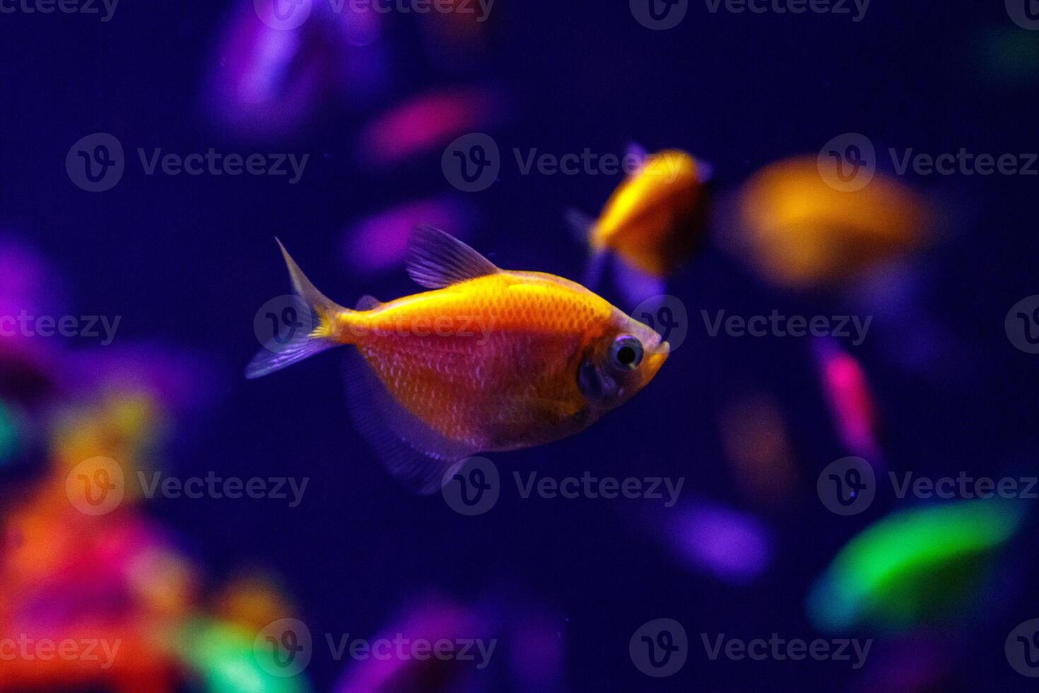 macro beautiful fish glo tetra fish danio rerio photo