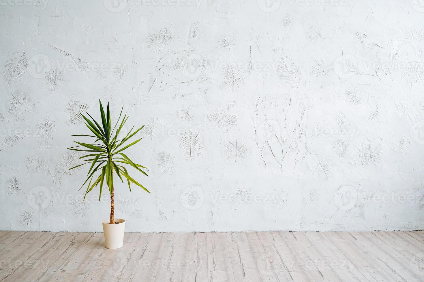 A pot of ficus in the middle of the room. Minimalistic location for photography.Light walls, wooden floor in the room. photo