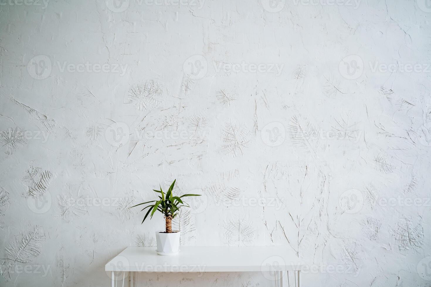 A small pot of ficus is on the table. Minimalistic light frame of the interior. Potted houseplant photo