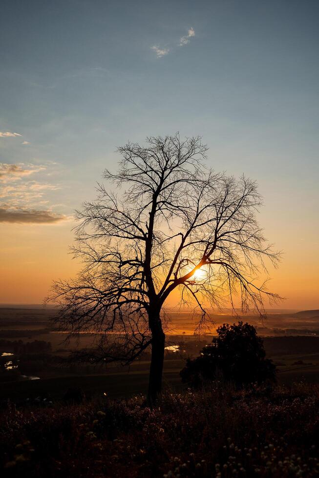 An old tree without foliage in the middle of a field in the setting sun. A light haze covers the entire field. photo