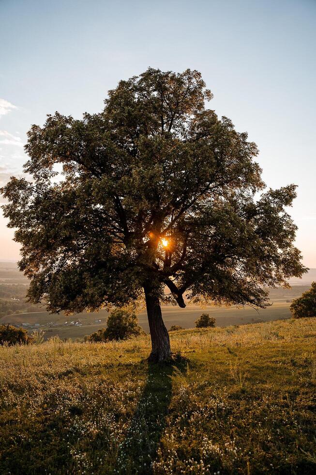 un enorme majestuoso roble árbol en el medio de el campo con diente de león. un brillante rayo de luz de sol pasa mediante el follaje. foto