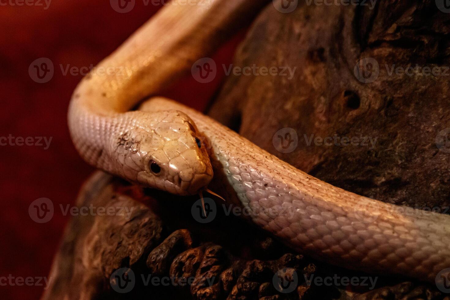 snake leucistic texas rat photo