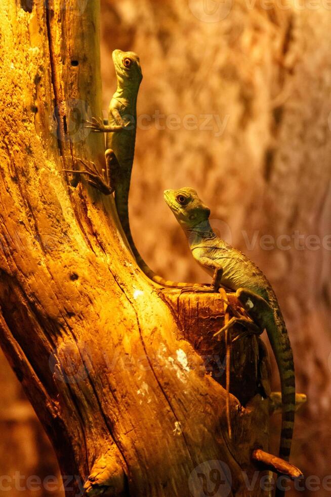 Lizard Basiliscus Plumifrons, green crested basilisk photo