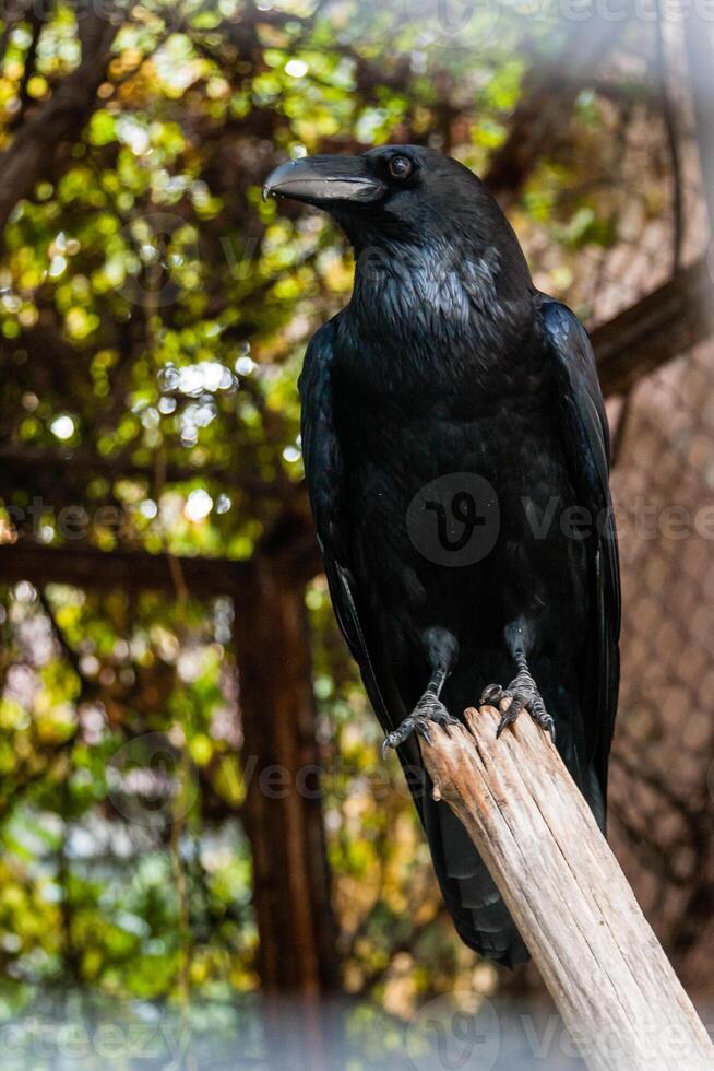 Big Black Raven sitting on a close-up branch photo
