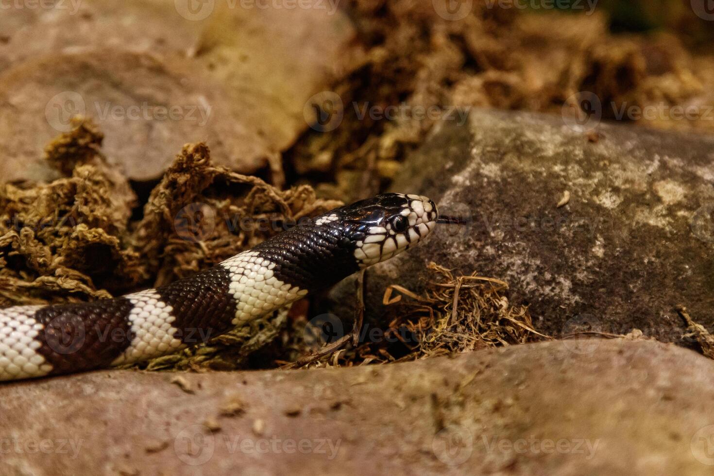 snake lampropeltis getula californiae photo