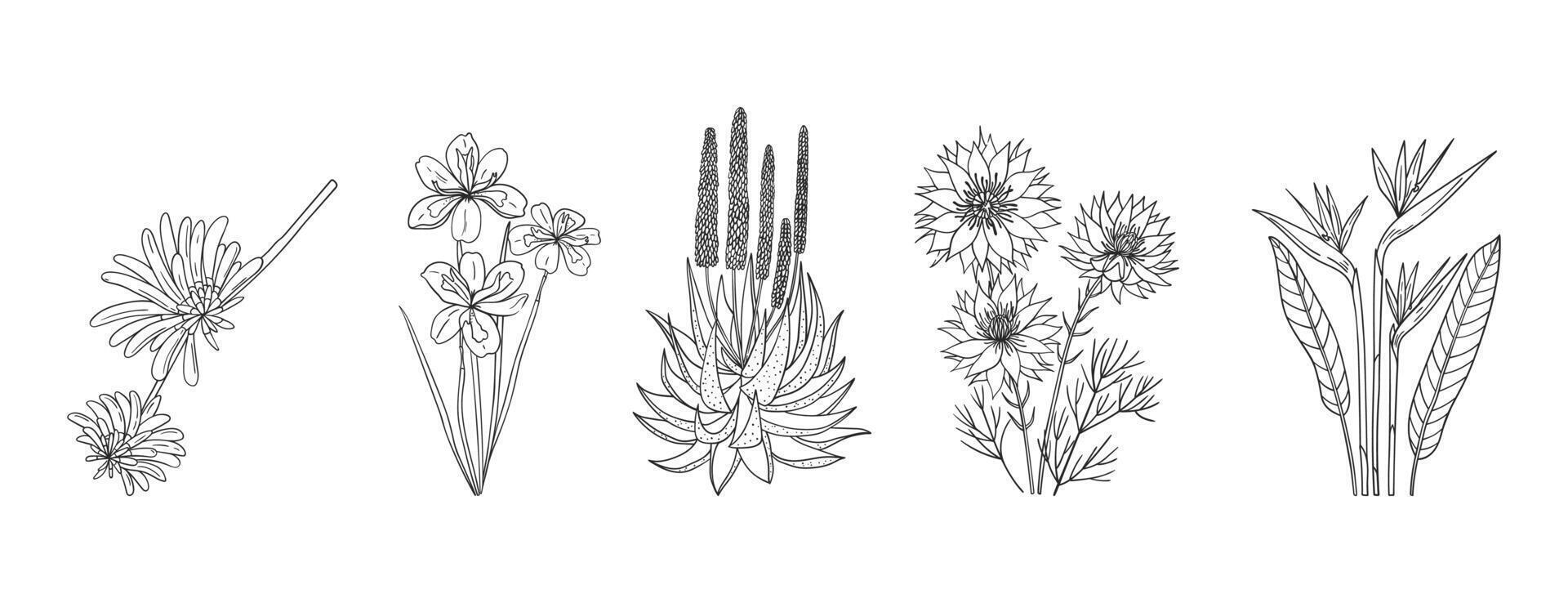 conjunto de mano dibujado africano nativo plantas y flores vector