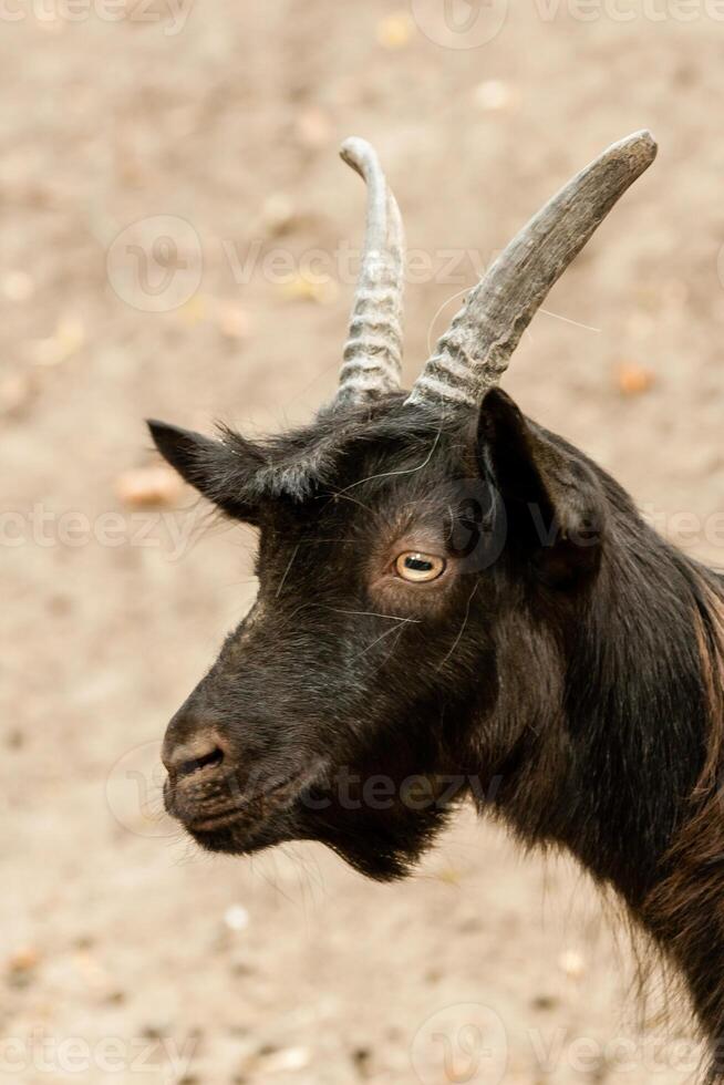 Brown goat close up photo