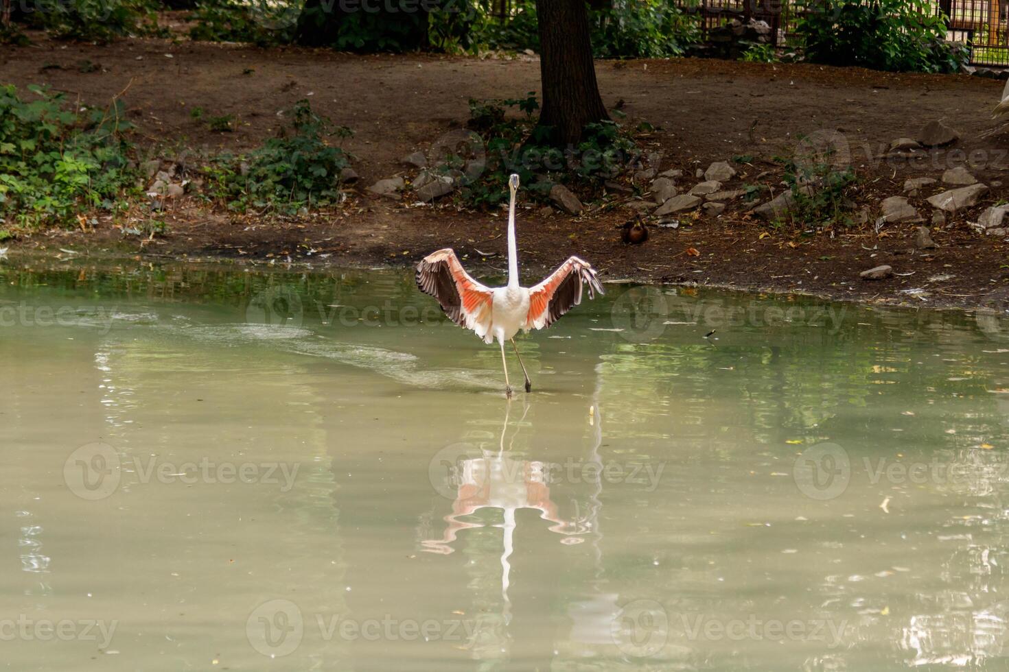 beautiful pink flamingos with beak and loose wings photo