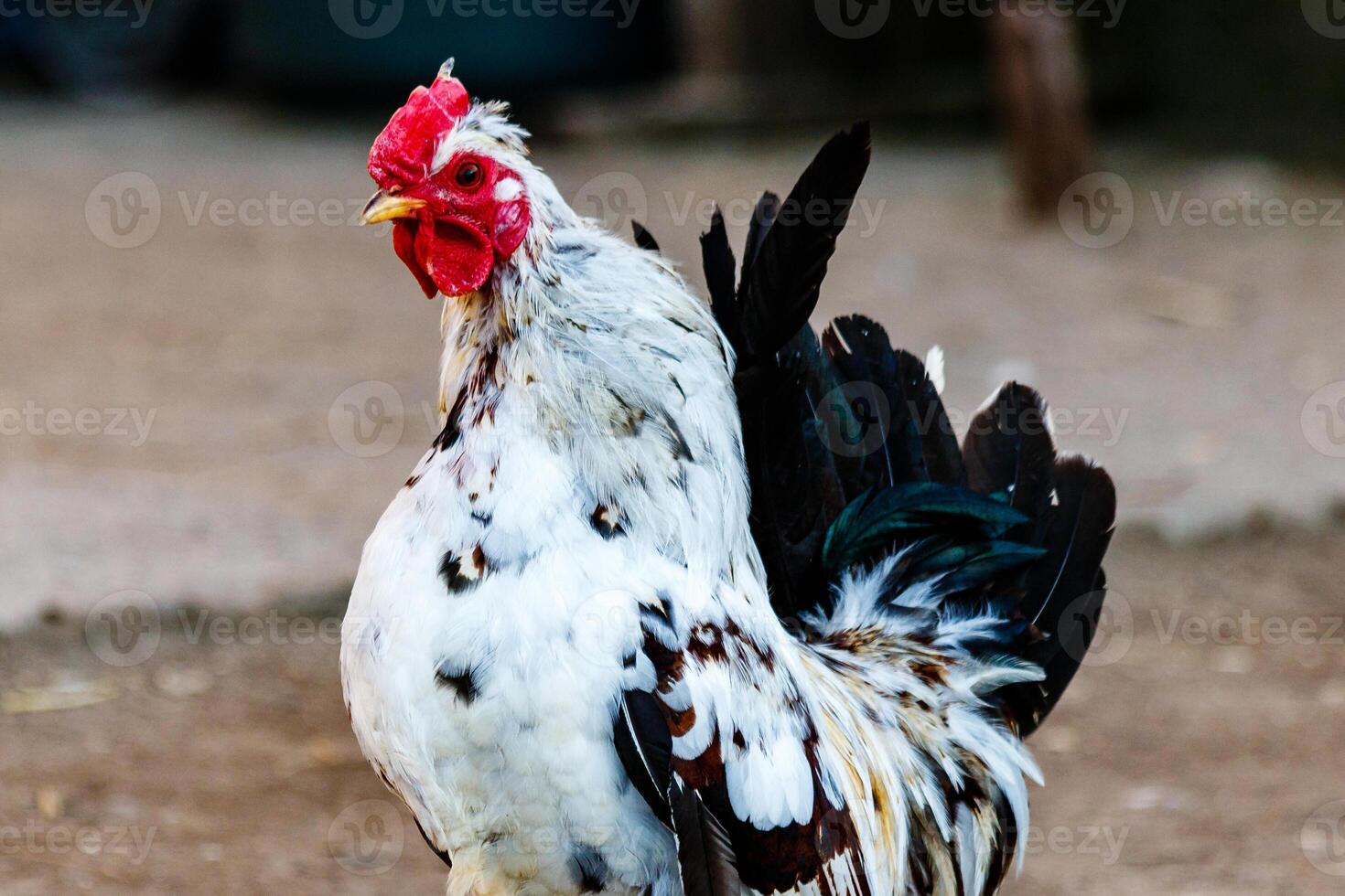 beautiful cock with white and black feathers photo