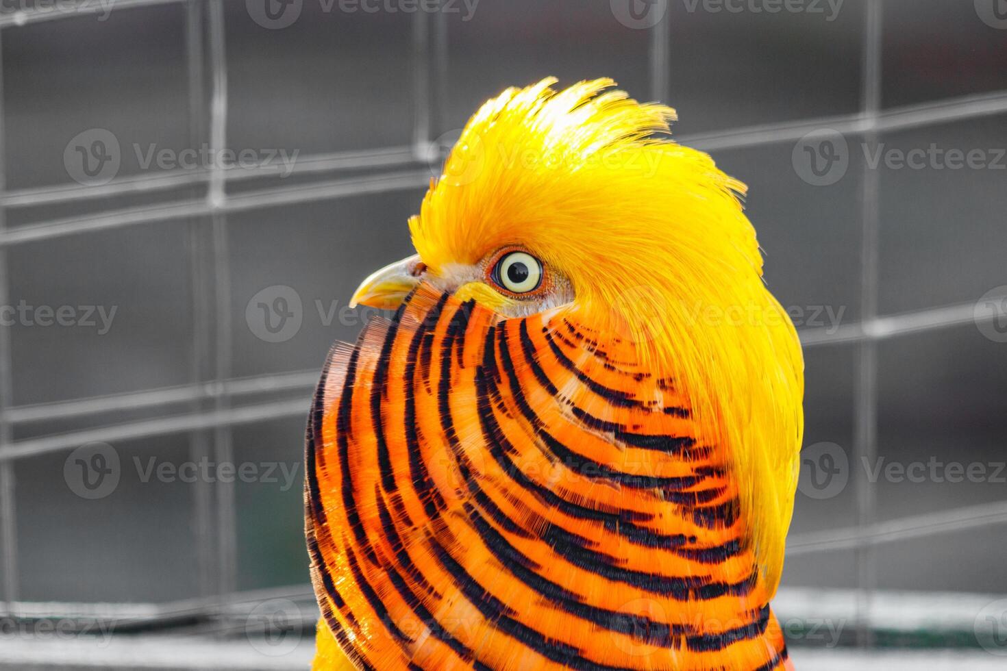 beautiful yellow golden pheasant photo