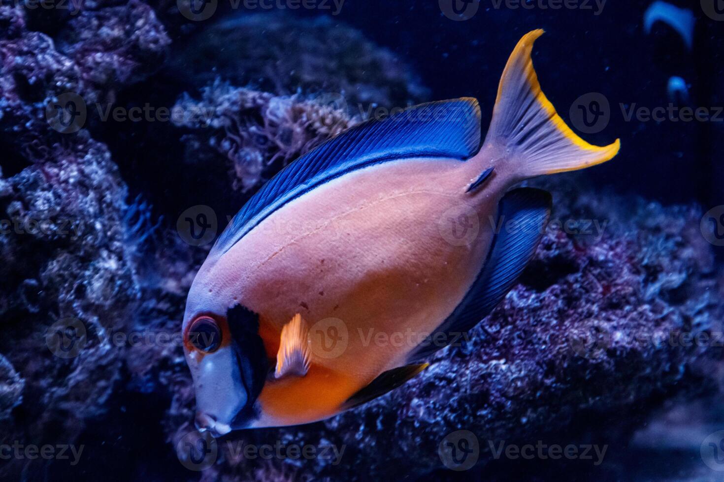 macro fish acanthurus pyroferus photo