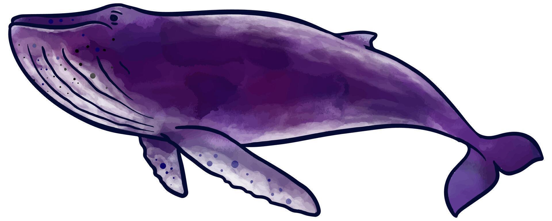 Hand drawn watercolor style humpback whale vector illustration.