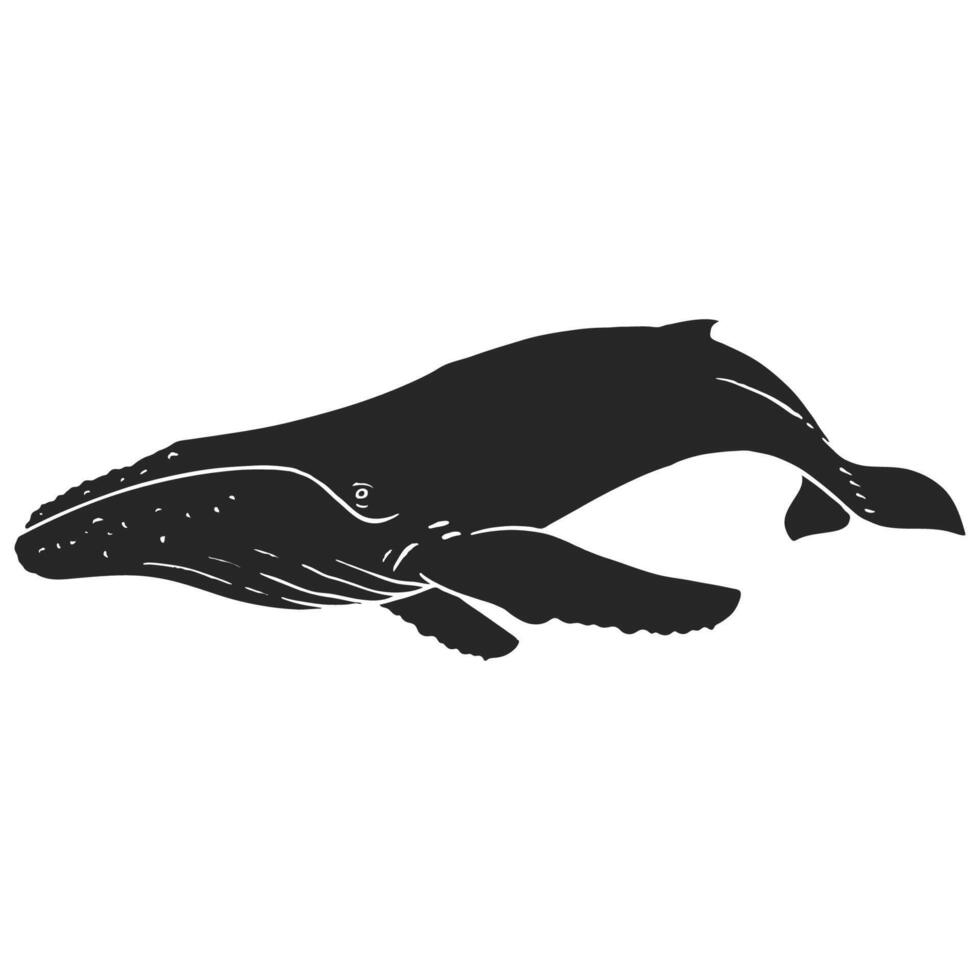 Hand drawn humpback whale vector illustration