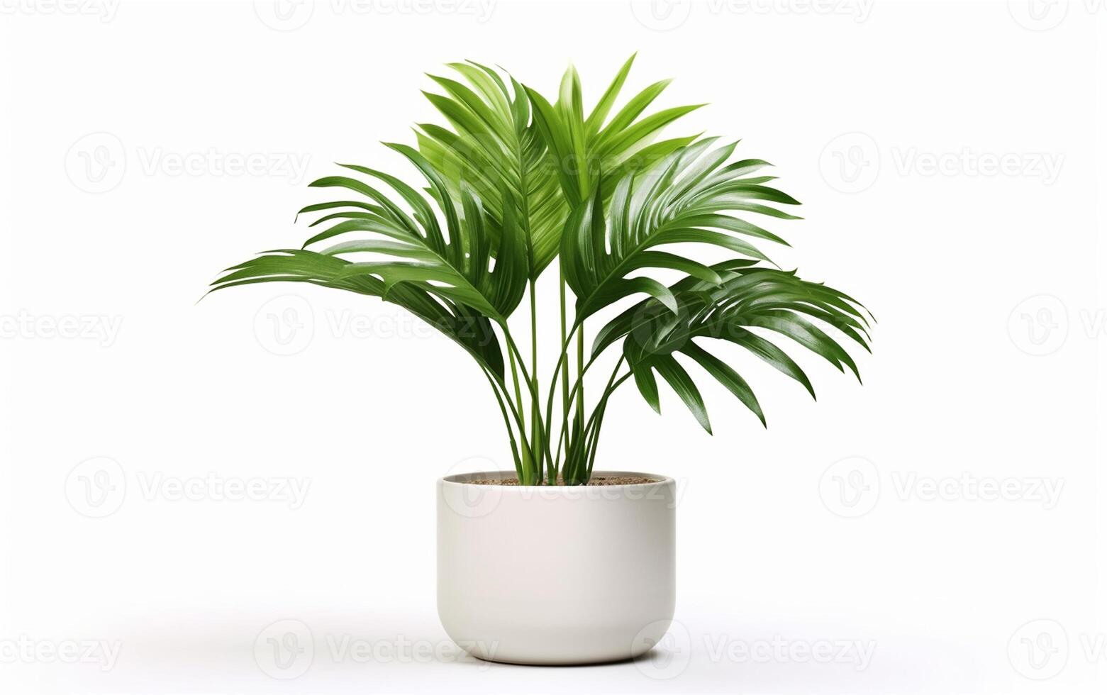 AI generated Potted Palm Plant on a White Background. photo