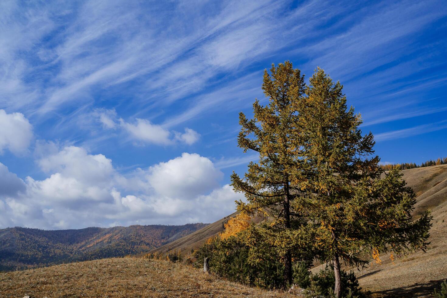 a mountain landscape with two giant pine trees photo