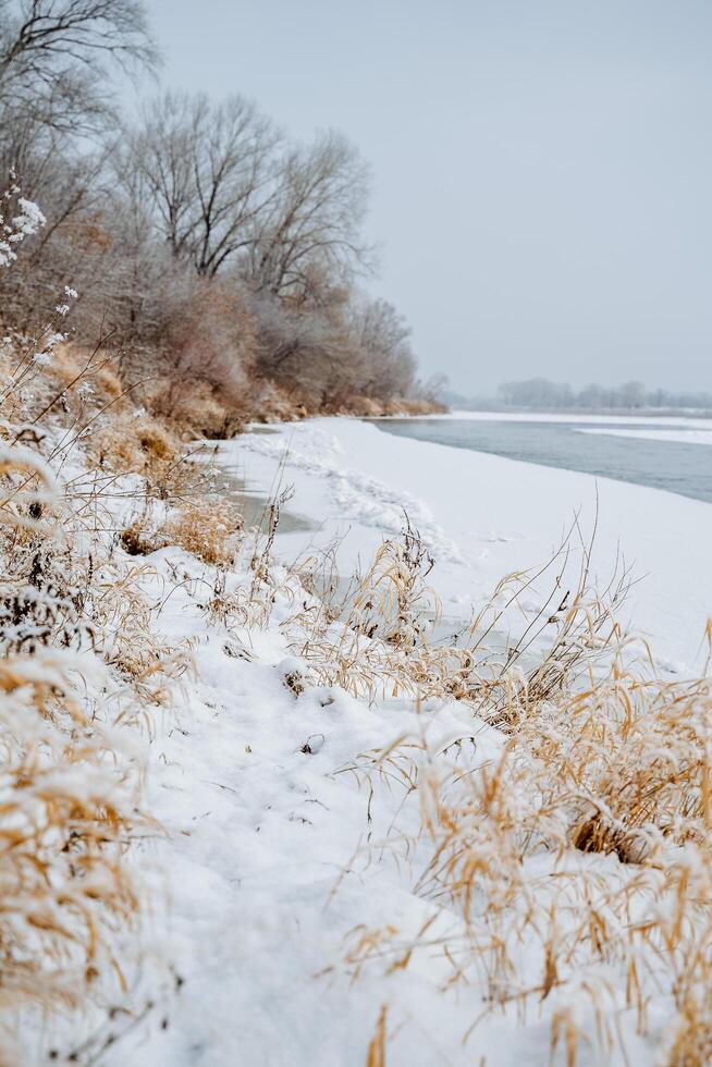 primavera tiene venir. hielo se derrite en el río. último nieve. río banco en el nieve. cubierto de nieve arboles el belleza de naturaleza. invierno. Rusia foto
