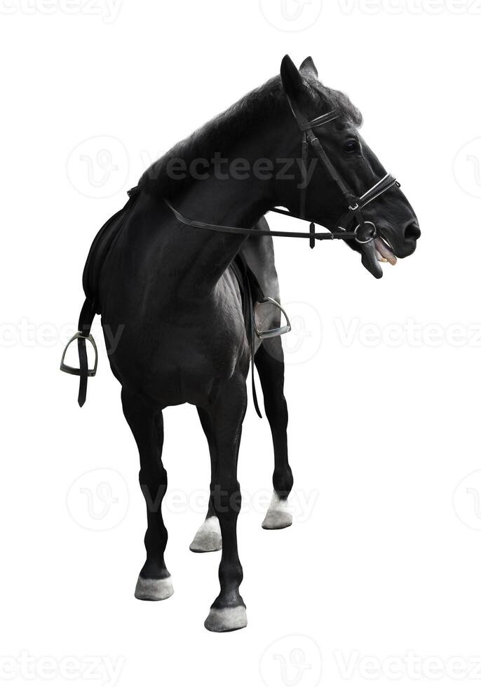 black horse in halter of rope isolate on a white photo