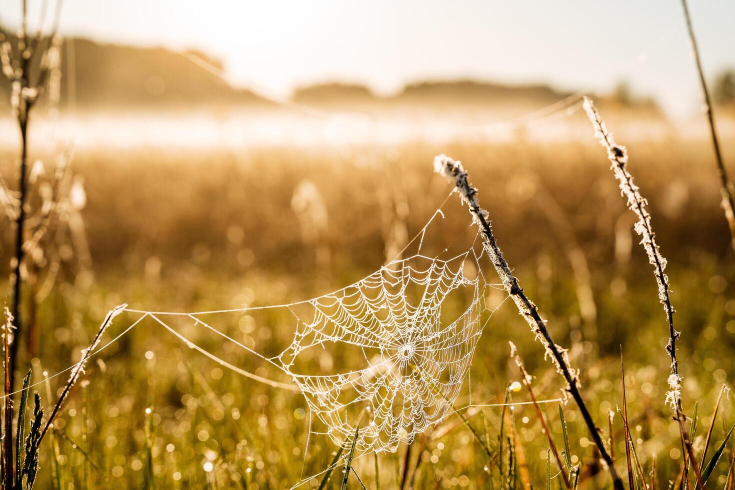 A web with dew between meadow blades of grass, dew sparkles due to the sun's rays. The meadow is covered with a light fog. photo