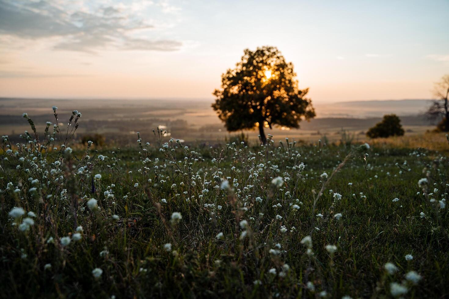 un magnífico amanecer terminado un campo con diente de león. en el medio de el campo crece un roble árbol, mediante eso pasar el rayos de el Dom. foto