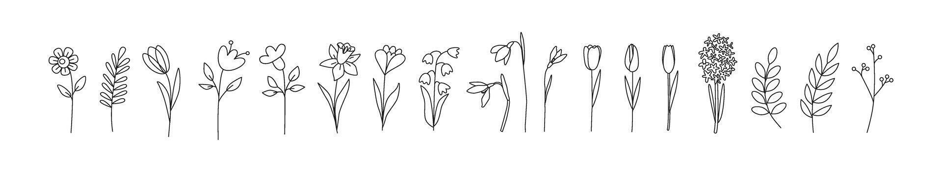 Linear spring flowers. Tulip, crocus, snowdrop, hyacinth, narcissus. Botanical drawing. Great for greeting cards, backgrounds, tattoo. Woman's day, mother's day, wedding. Line art. Coloring book. vector