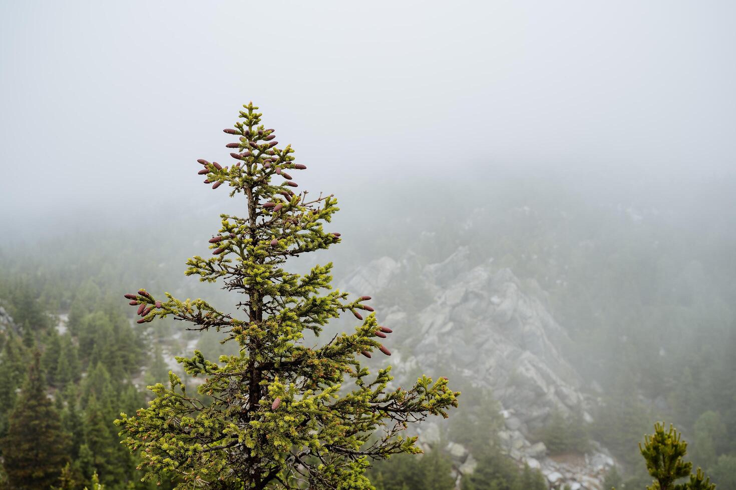 Green and young fir rises on the mountain in the middle of the fog. The mountains are covered with the same pines. photo
