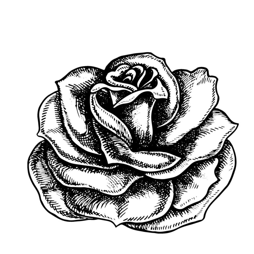 floreciente rosa, gráfico vector negro y blanco ilustración. un diseño elemento de un flor tarjeta, un Boda invitación. para embalaje y etiquetas, carteles y volantes, huellas dactilares y pancartas