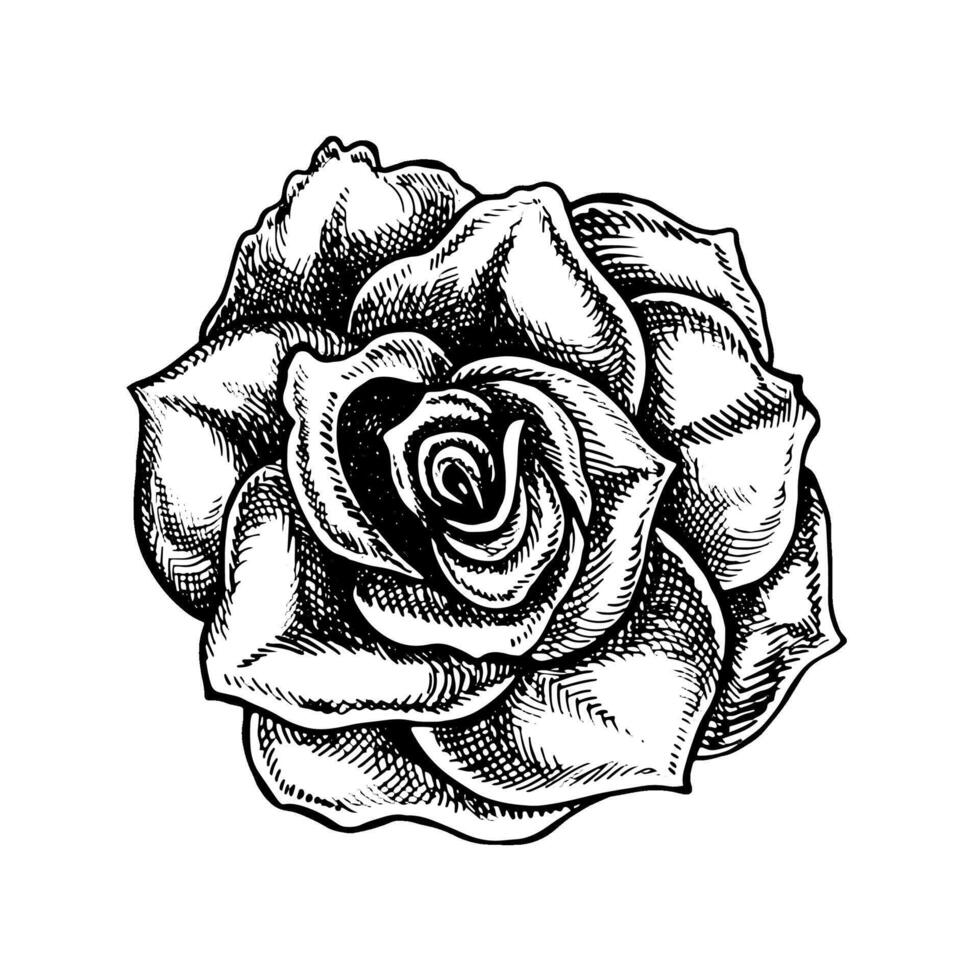 Blooming rose, graphic vector black and white illustration. A design element of a flower card, a wedding invitation. For packaging and labels, posters and flyers, prints and banners.