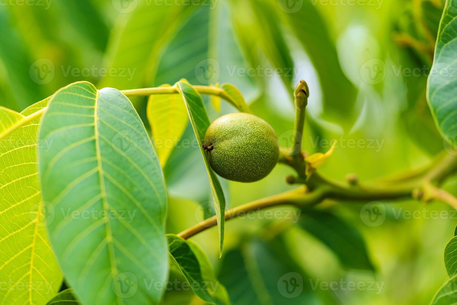 Green fruit of the walnut on the branch. Walnut tree photo