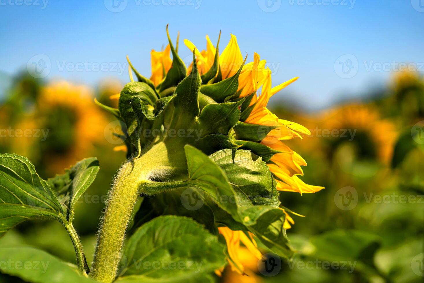 sunflowers grow in the field in the summer of the background of the blue sky. Close-up photo