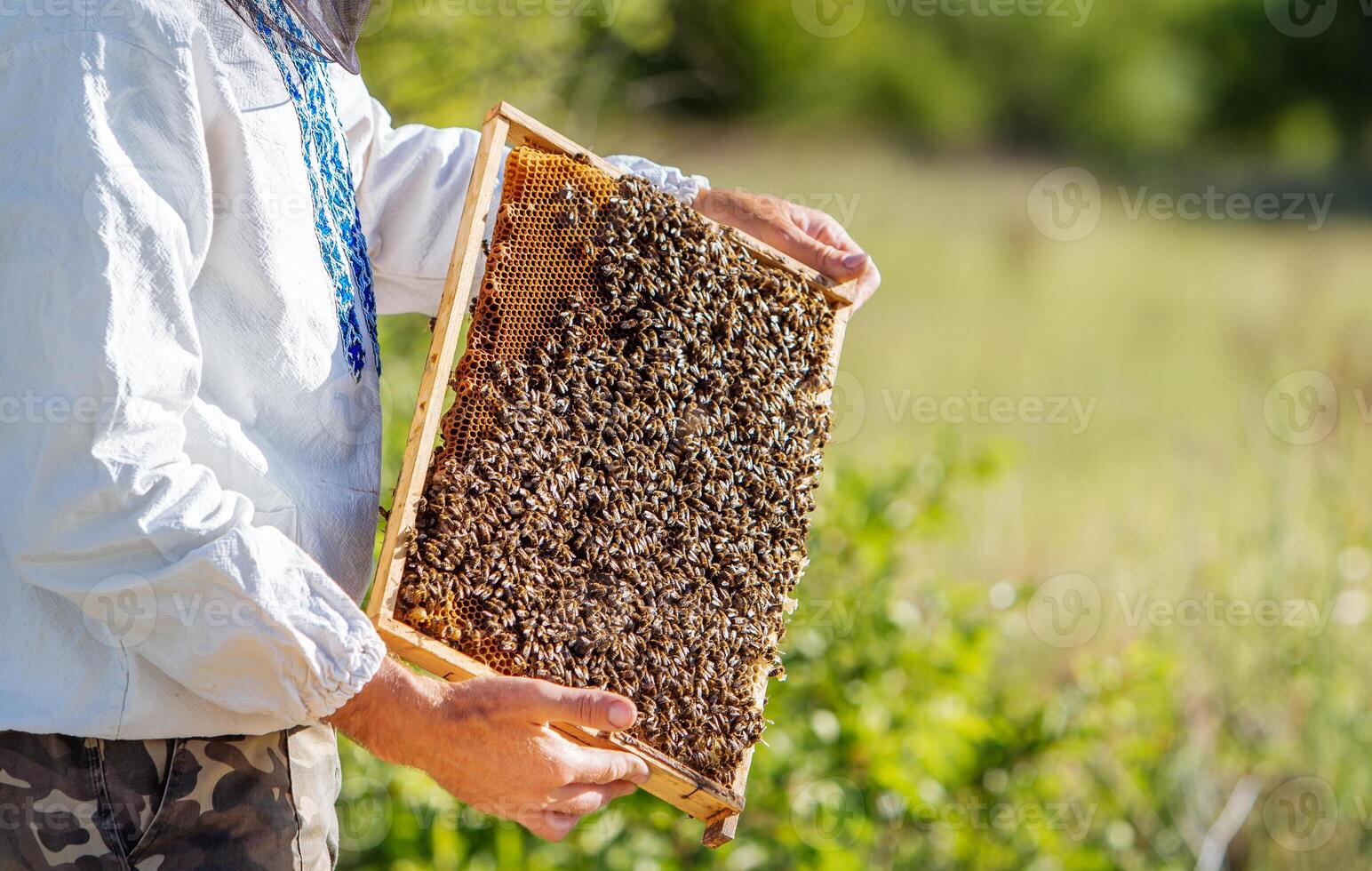 Beekeeper holds a frame with larvae of bees in his hands on the natural background. Man holding frame full of bees crawling on a honeycomb. Apiary concept photo