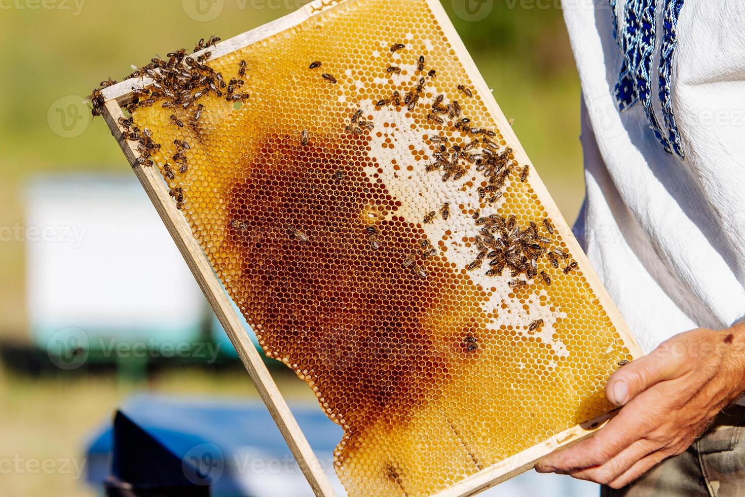 The beekeeper holding a honeycomb with bees. Frames of a bee hive. Apiculture photo