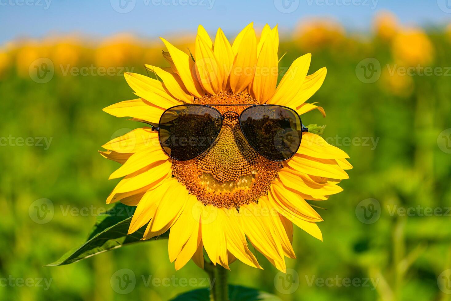 Sunflower with smiley face on natural green background photo