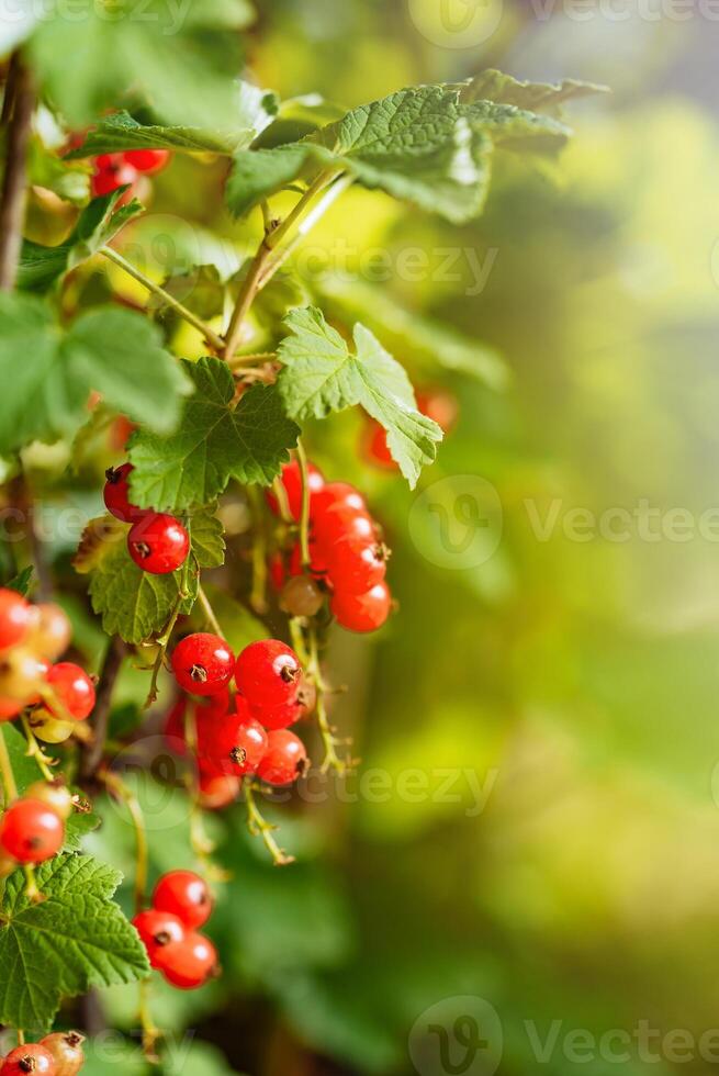 red currant berries grow on a branch of the bush in the summer in the garden. Close-up photo