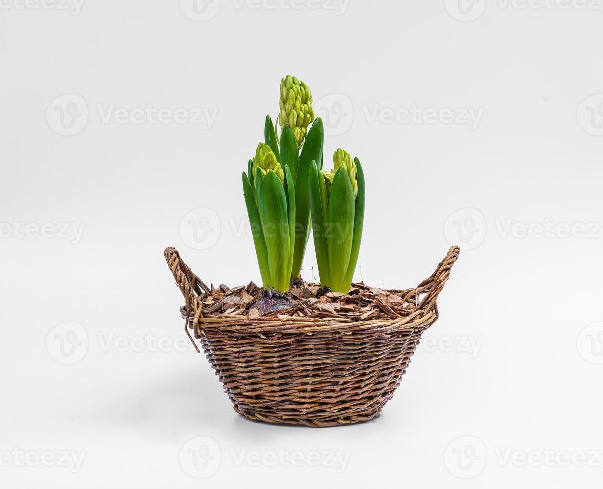 Growing hyacinth. Hyacinths bulb. Spring flower on white background. Hyacinthus orientalis photo