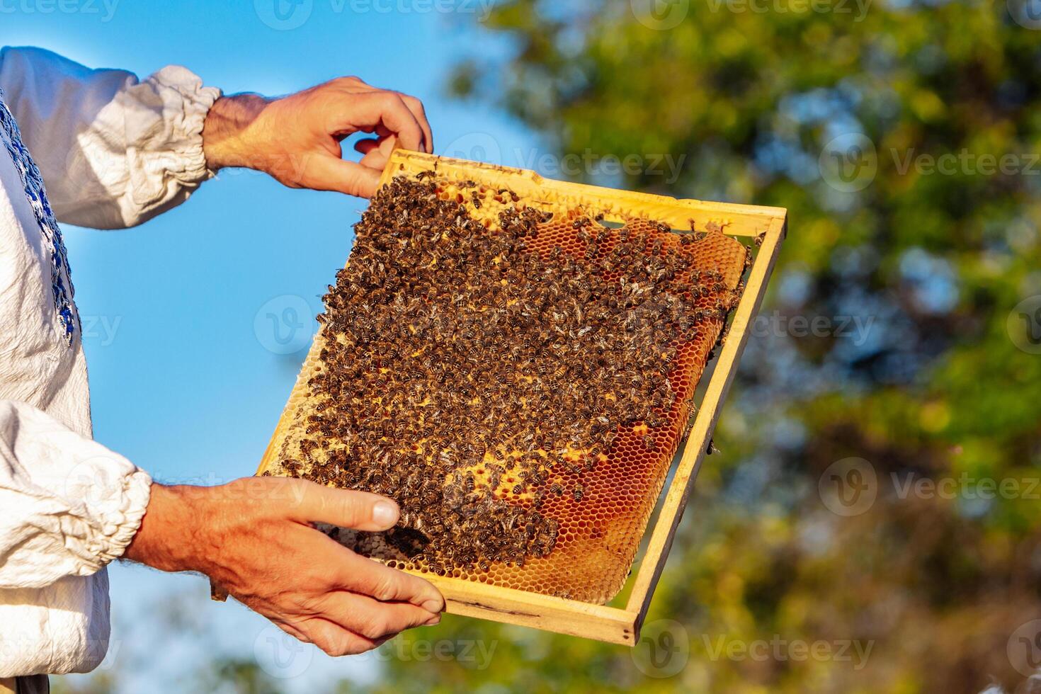 hands of man shows a wooden frame with honeycombs on the background of green grass in the garden photo