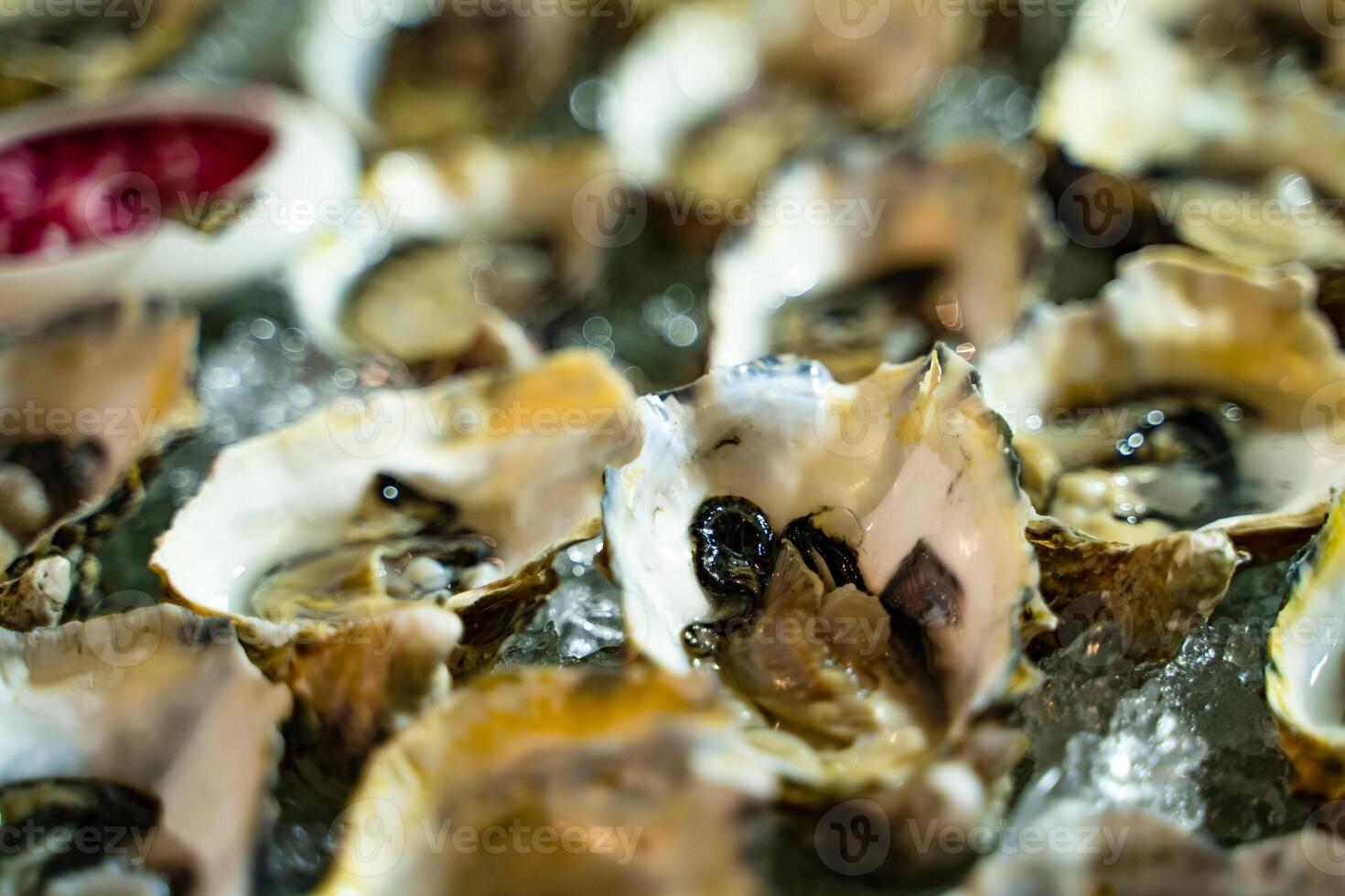 Fresh half-shell oysters packed with nutrition, high in calcium, vitamin and mineral served in the restaurant. Plenty of fresh opened oysters on ice. Close up. photo