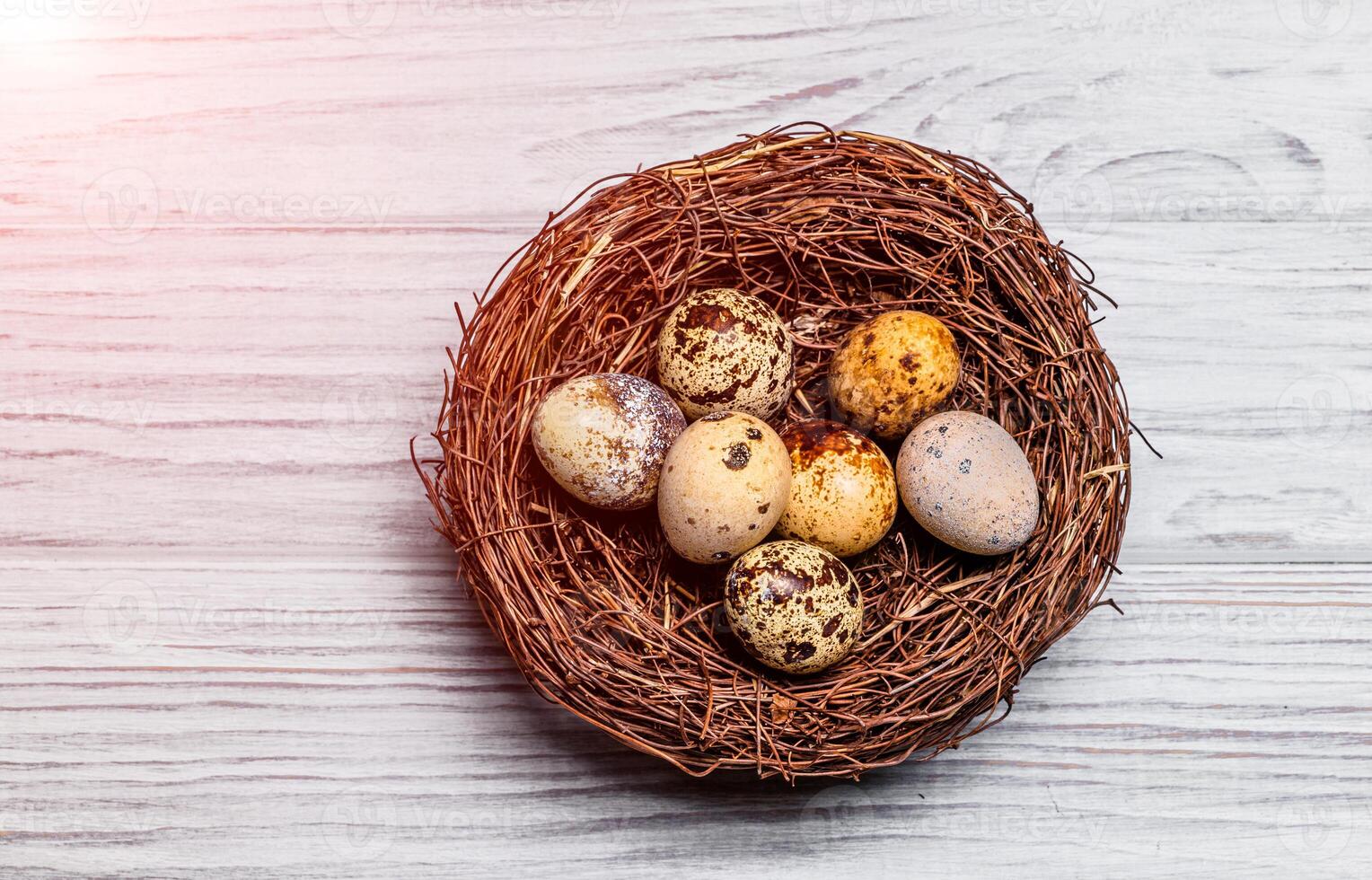 Brown nest with fragility speckled quail eggs on the light background. Fresh raw eggs with spots lying in the nest. Space for text photo