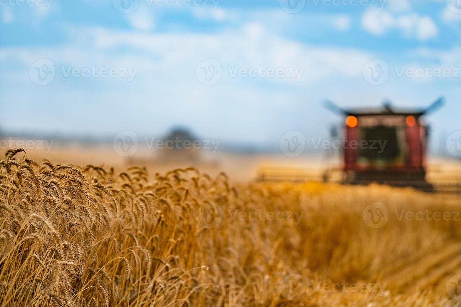 Corn in field closeup. Red grain harvesting combine in a sunny day in a blurred background . Yellow field with grain. Agricultural technic works in field. photo