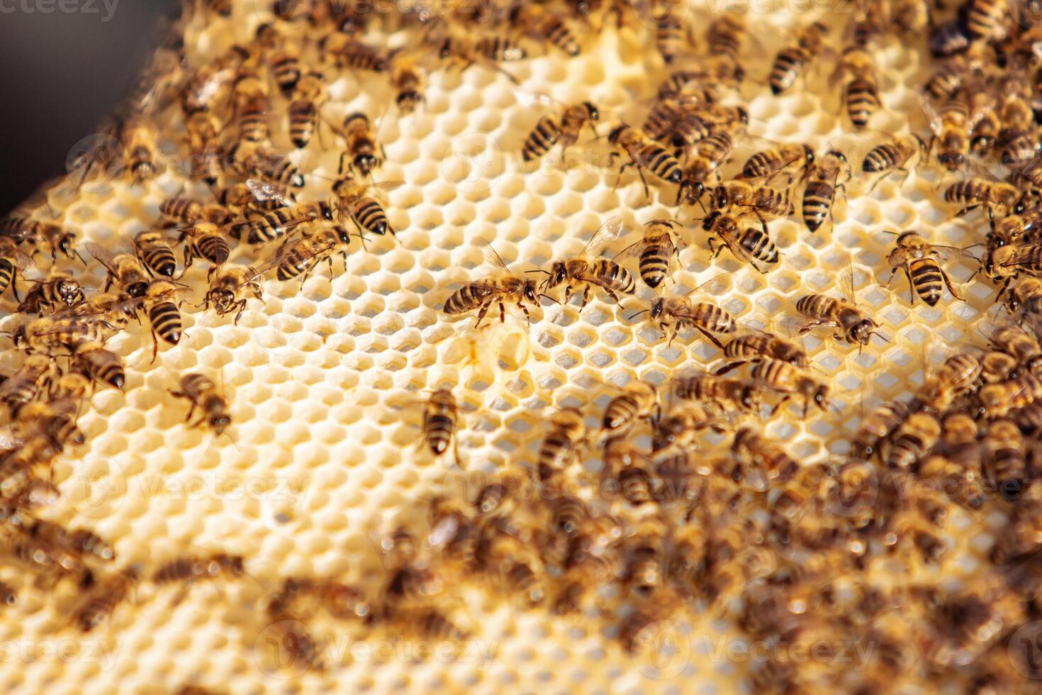Working bees on honeycomb. Frames of a bee hive. Apiculture photo