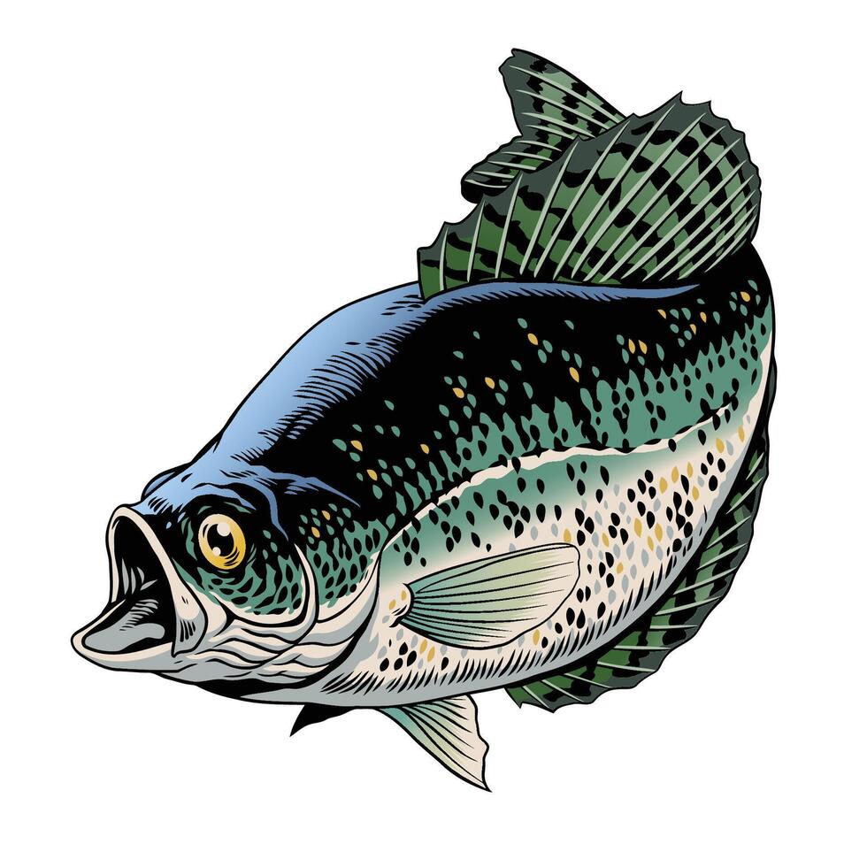 Crappie Fish Colored Vintage Illustration vector