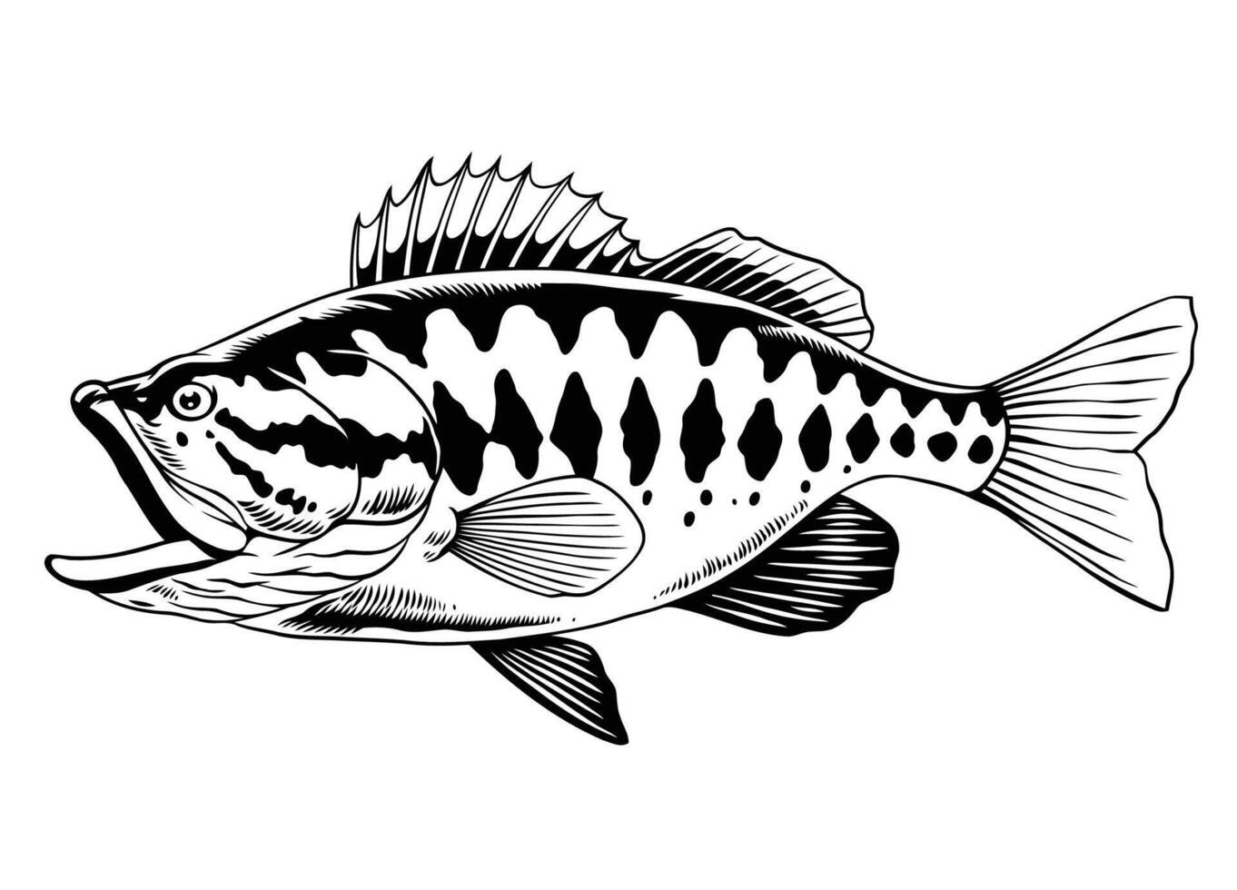 Hand Drawn of Largemouth Bass Fish vector