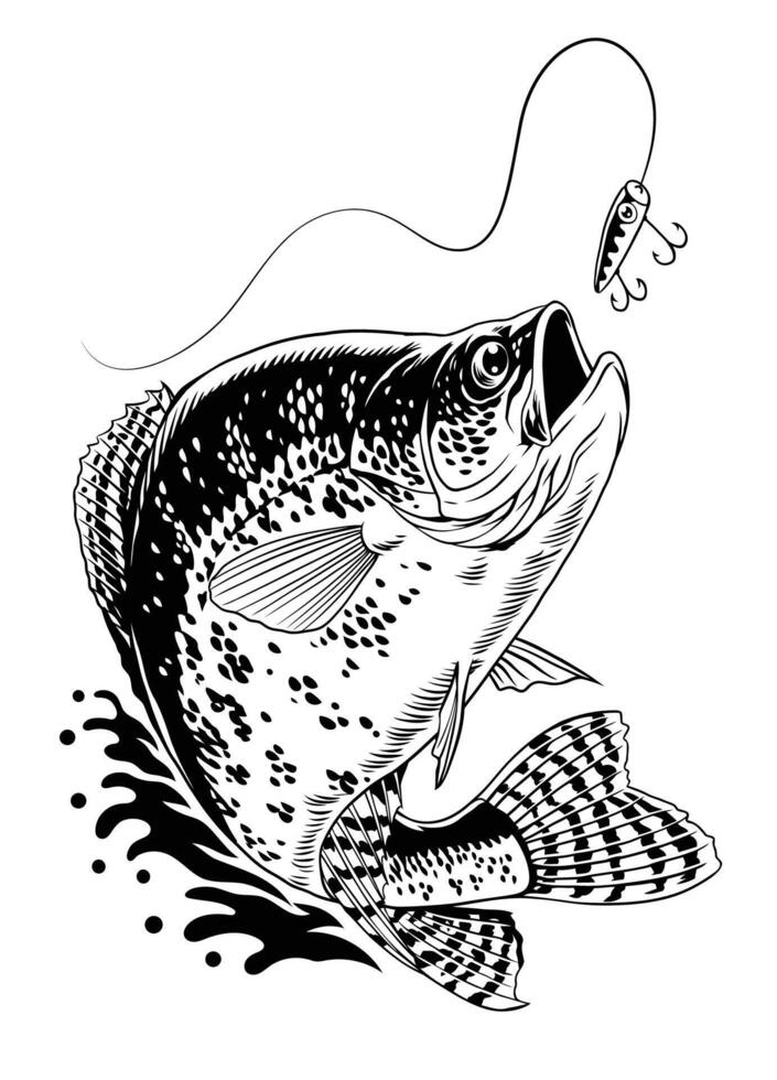 Crappie Fish Jumping Out Water Catching Fishing Lure Hand Drawn vector