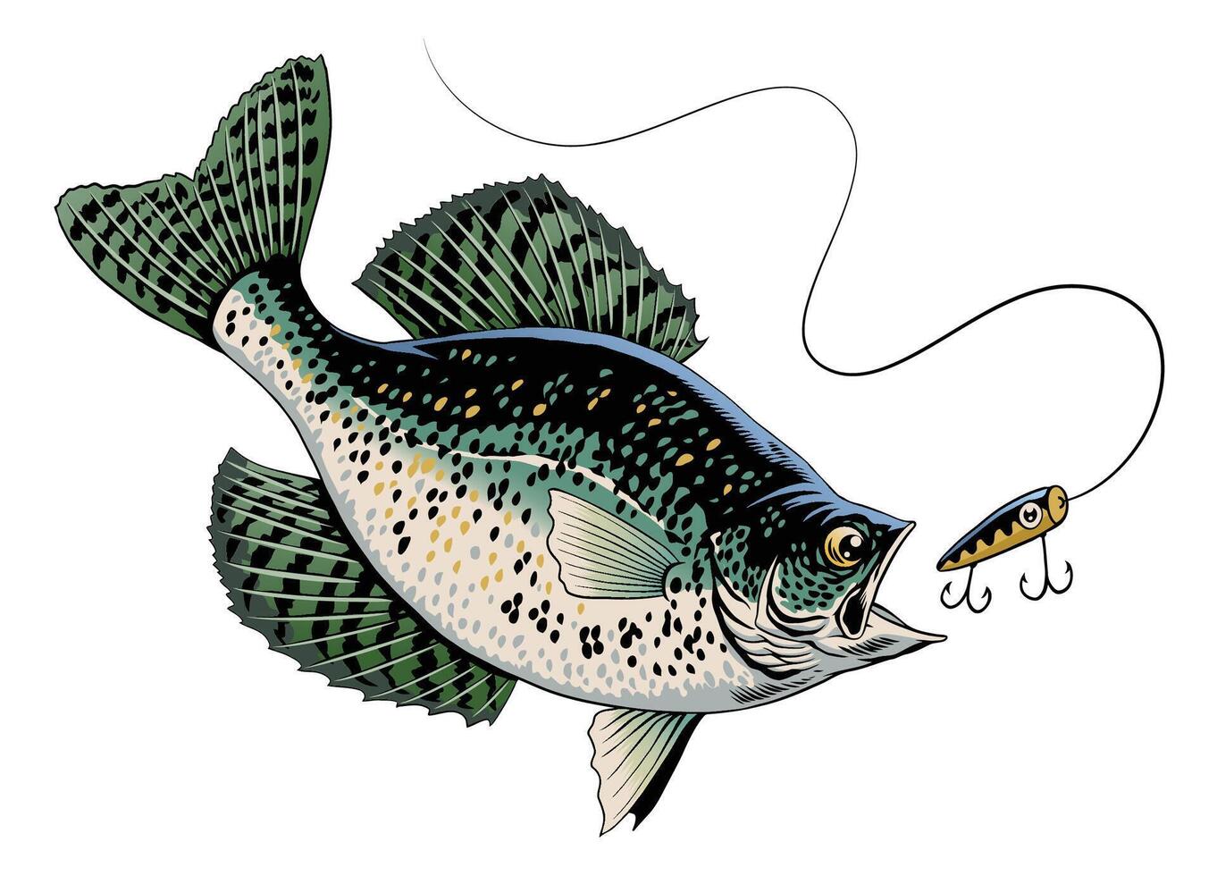 Crappie Fish Swimming in The Water Catching Fishing Lure vector