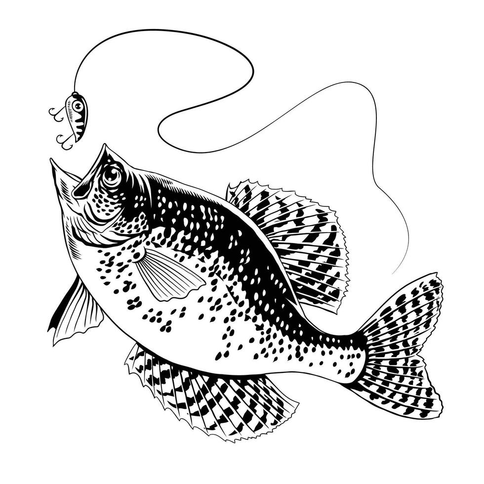 Crappie Fish Catching The Fishing Lure Black and White vector