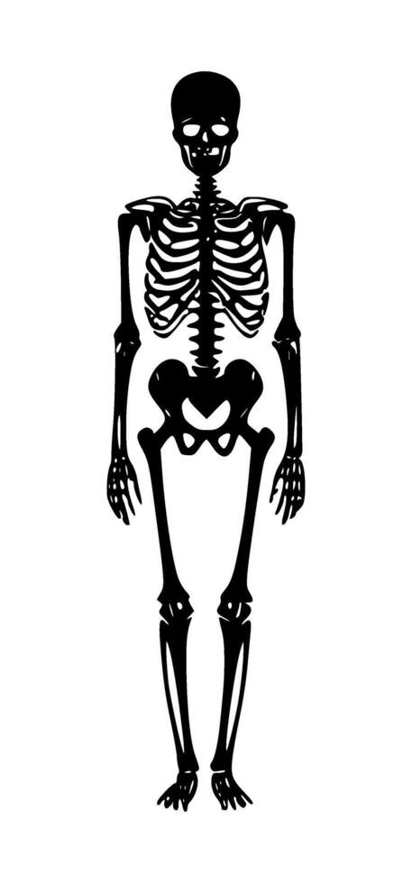 AI generated silhouette of human skeleton on isolated background vector