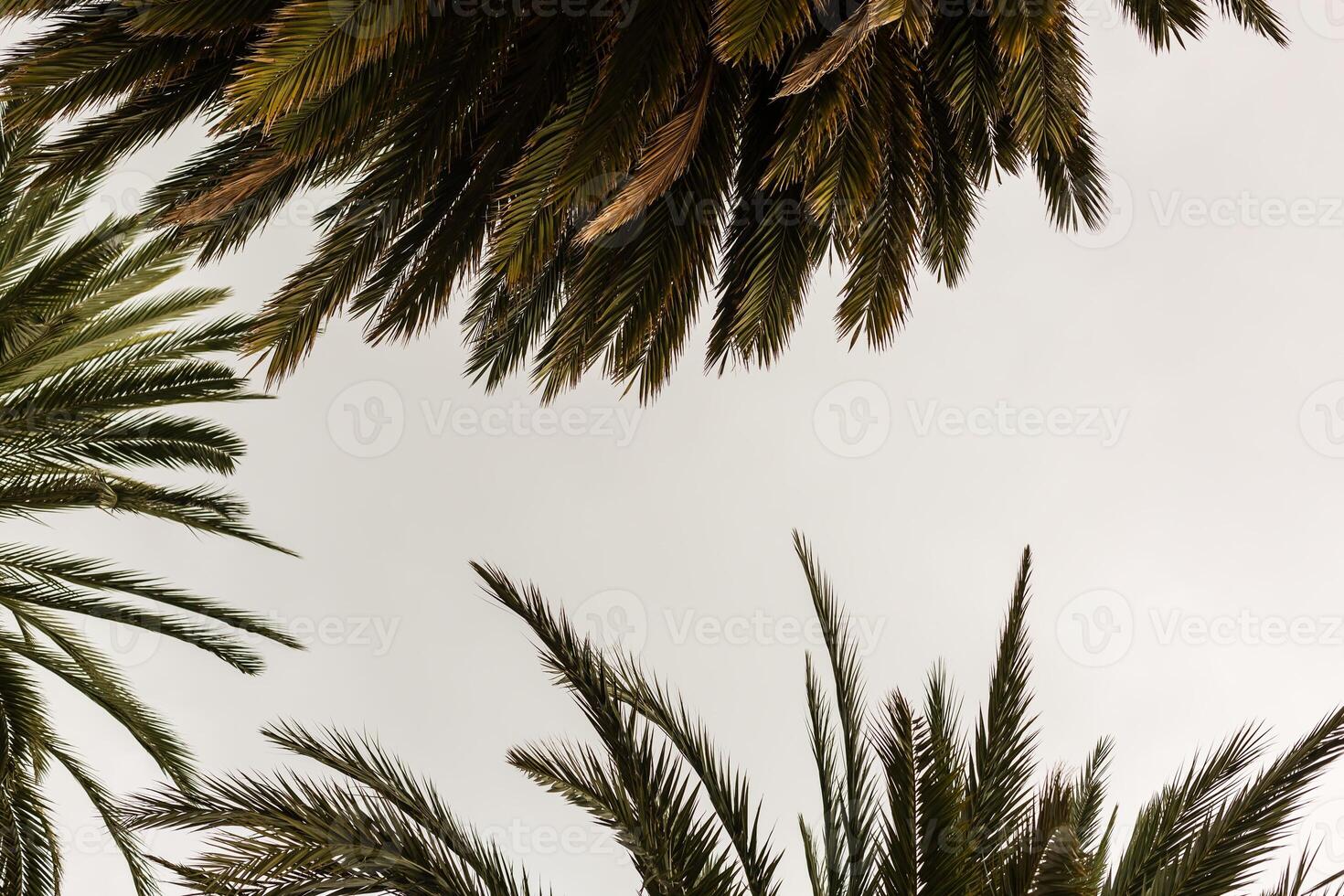 beautiful palms leaf on white background photo