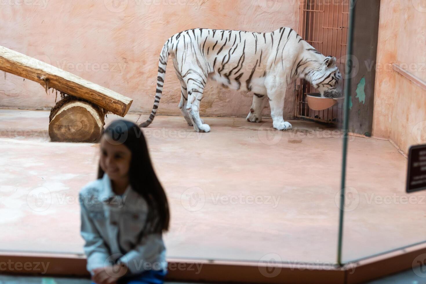 Little Girl Watching Through the Glass at White Lion in Zoo. Activity Learning for Kid. photo