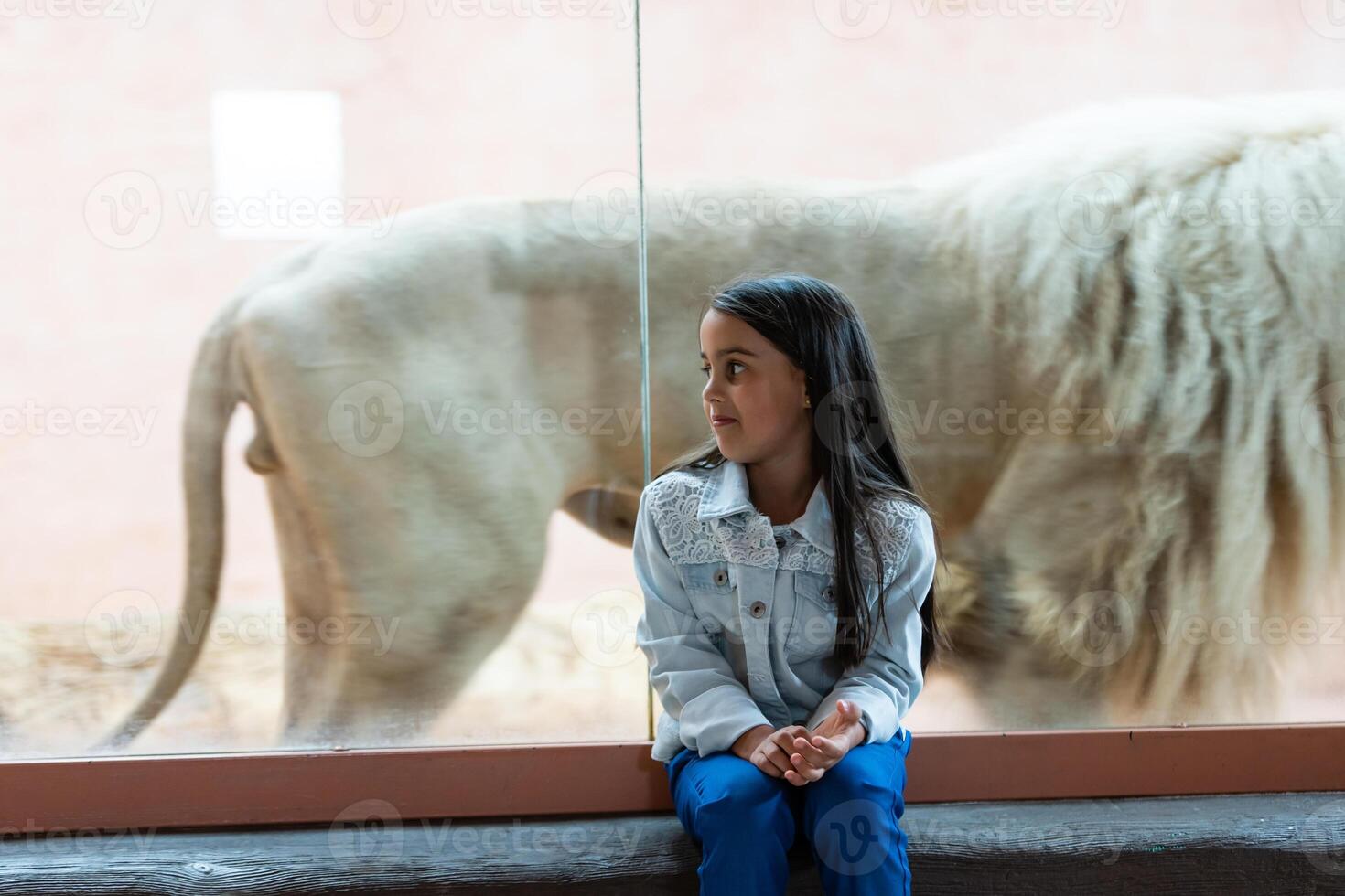 Little Girl Watching Through the Glass at White Lion in Zoo. Activity Learning for Kid. photo